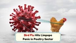 Limpopo on High Alert: Bird Flu Outbreak Escalates Across Provinces in July