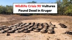 Tragic July Wildlife Crisis: 90 Vultures Poisoned in Kruger, Conservationists Express Outrage