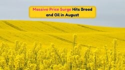 August Grocery Crisis Hits: Soaring Bread and Cooking Oil Prices Push Families to Rethink Budgets