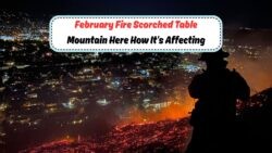 Cape Town's Struggle Continues: February's 148-Acre Table Mountain Fire Leaves Lingering Impact